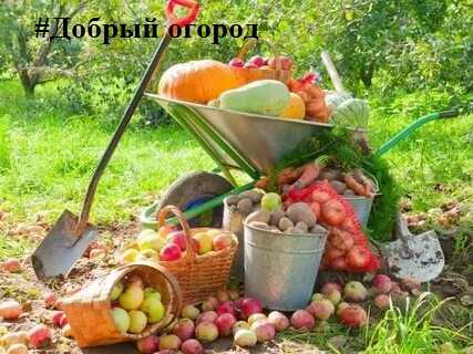 Всероссийская акция #Добрый огород