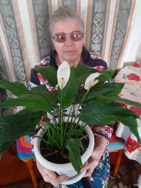 Комнатные растения для здоровья пожилых людей 